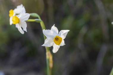 Blooming daffodils on Mount Carmel in December