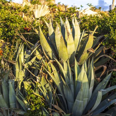 Palmiye ağaçlarının arka planına karşı büyük bir agave deniz kenarında bir bahçe süsler.