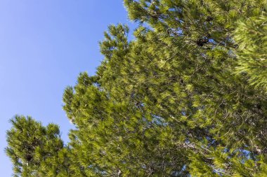 Pine branches with young cones against the blue sky