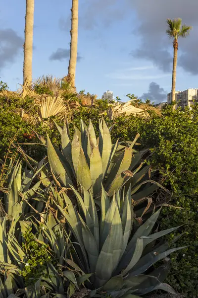 Duża Agawa Tle Palm Zdobi Ogród Pobliżu Morza — Zdjęcie stockowe