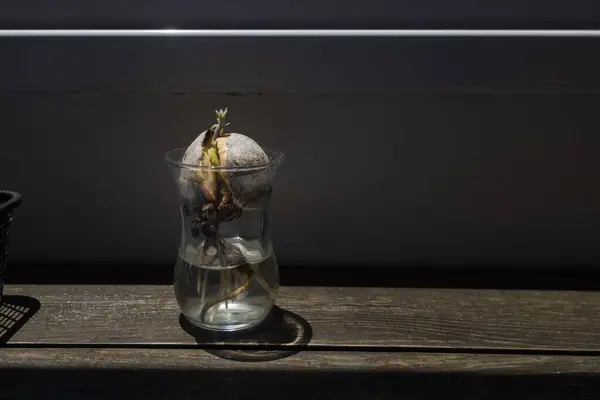an avocado seed in a jar has sprouted, sprouting an avocado on a windowsill