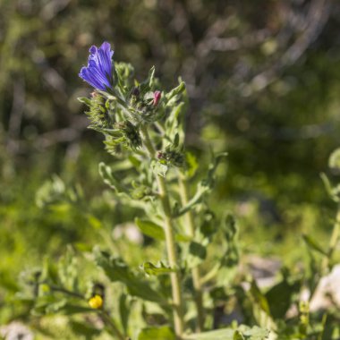 Echium vulgare, Boraginaceae familyasından Boraginaceae familyasından bir bitki türü..