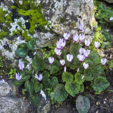 pale pink cyclamens in the Israeli national park in January