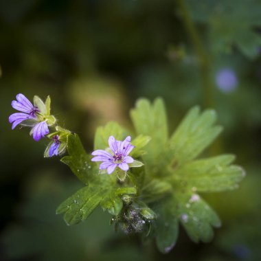 Geranium rotundifolium L, bahar, İsrail 'in Kırmızı Kitabı