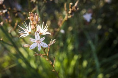 Asphodelus ramosus, dallanmış asphodel kuşkonmaz sınıfında uzun ömürlü bir bitkidir..