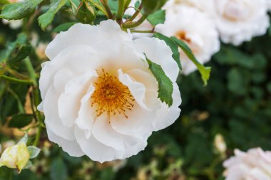 Rosa sempervirens L, misk gülü, uzun süredir yetişmekte olan bir gül türüdür. Kökeni belirsiz ama Himalayalar 'ın batısında olduğundan şüpheleniliyor..