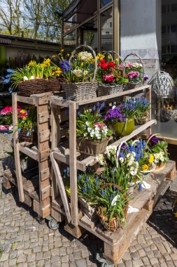 Bahar çiçekleri - çuha çiçekleri, muscari, ranunculus, sedum, sepet içindeki nergisler kafenin girişini süsleyin.