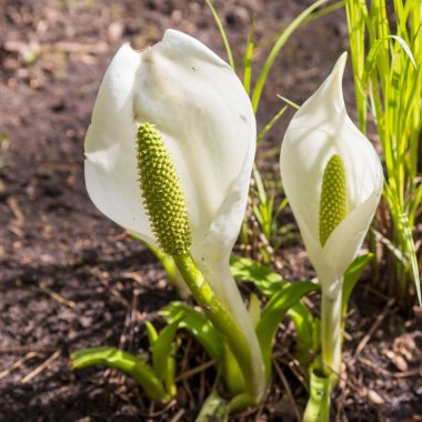 Lysichiton camtschatcensis, common name Asian skunk cabbage, white skunk cabbage clipart