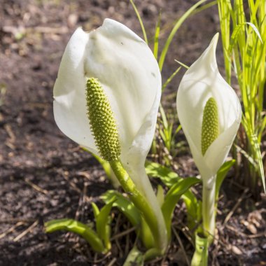 Lysichiton camtschatcensis, common name Asian skunk cabbage, white skunk cabbage clipart