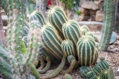 Parodia magnifica, Brezilya 'nın güneyinde, Cactaceae familyasından bir bitki türü. Top kaktüsü denen birkaç türden biri.