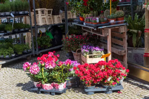 Красно Белые Рододендроны Горшках Продажи Цветочном Магазине Весной Заднем Плане Лицензионные Стоковые Фото