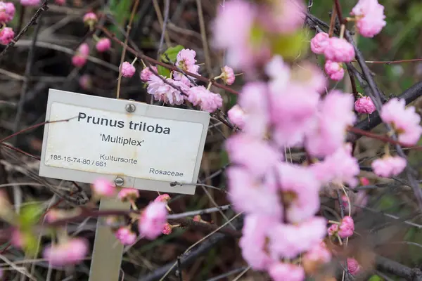 Prunus Triloba Czasami Nazywany Kwitnącą Śliwką Lub Kwitnącym Migdałem Nazwa Zdjęcie Stockowe