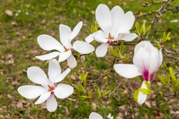 Весна Лондоне Магнолия Розея Белый Цветок Бутон Дереве Лицензионные Стоковые Изображения