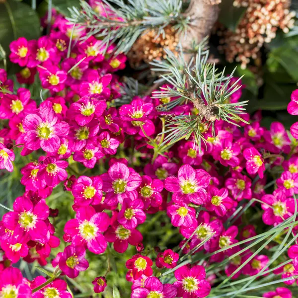 Saxifraga Rosacea Травянистое Растение Семейства Саксифровые Стоковая Картинка