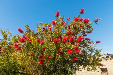 Mavi gökyüzüne karşı kırmızı çiçekli Callistemon ağacı. Yatay format. Flora İspanya.