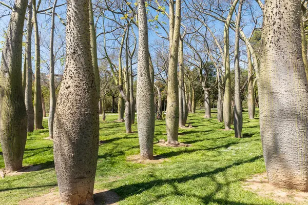 Grove Brachychiton Hiszpańskim Parku Wczesną Wiosną Obrazy Stockowe bez tantiem
