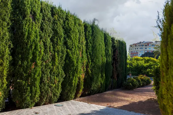 Небольшой Ландшафтный Парк Центре Города Аккуратно Отделанными Деревьями Гравийными Дорожками Лицензионные Стоковые Фото