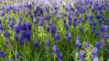 Arka planda rüzgarda sallanan otlarla Muscari Lindsay tarlası