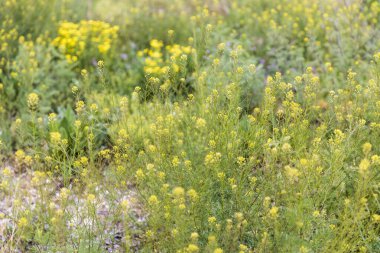 Sinapis, Brassicaceae familyasından bir bitki cinsidir..