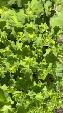 Alchemilla Mollis, güçlü bir rüzgarda rüzgarda sallanan bahçıvan kadın mantosu. Dikey çerçeve. Üst görünüm