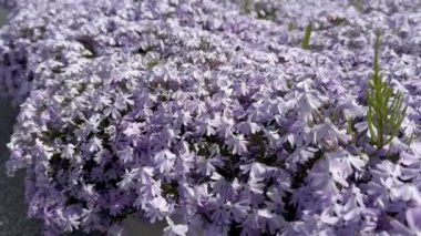 Çimlerin üzerindeki Phlox subulata güçlü bir rüzgarda bir şehir parkının süsü..