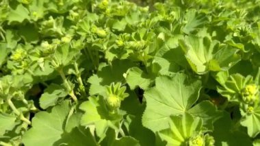 Alchemilla Mollis, güçlü bir rüzgarda rüzgarda sallanan bahçıvan kadın mantosu. Yatay çerçeve. Üst görünüm