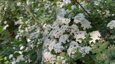 Spiraea trilobata batan güneşte güçlü bir rüzgarda sallanıyor..