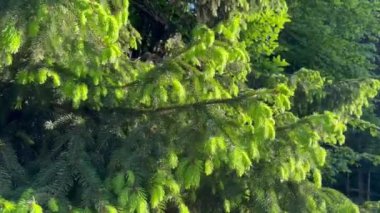 Arka planda sallanan ladin filizleri.