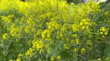 Sinapis, Brassicaceae familyasından bir bitki cinsidir. Parlak zengin sarı renk.