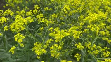 Sinapis, Brassicaceae familyasından bir bitki cinsidir. Parlak zengin sarı renk.