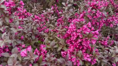 Güneşli bir yaz gününde, canlı pembe çiçekler ve Weigela Yakut Kraliçesi 'nin tomurcuklanan çiçekleri masmavi gökyüzünün zeminine karşı dururlar..