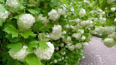 Kartopu ağacının beyaz küresel çiçekleri rüzgarda sallanıyor. Viburnum opulus, Viburnum opulus roseum, Viburnum Boule de Neige çiçekleri. Baharın doğal güzelliği.