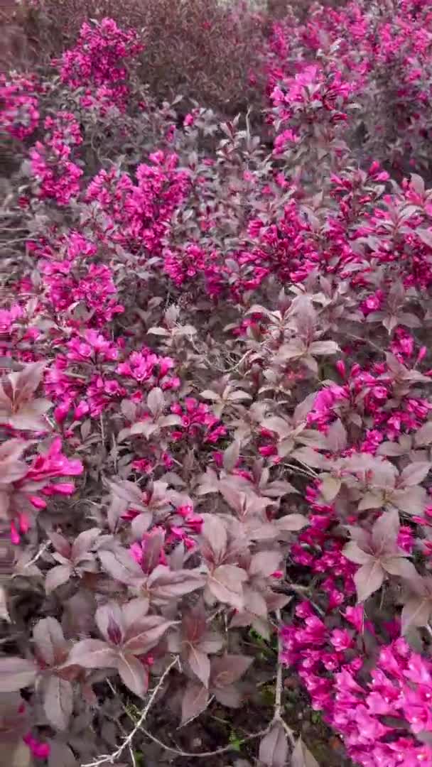 Сонячний Літній День Яскраво Рожеві Квіти Квіти Чагарнику Вейгели Рубі — стокове відео
