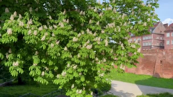 Blooming Chestnut Tree Background Old Town Warsaw — Video Stock