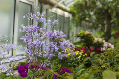 Primula malakoidleri (Primula malakoidleri), botanik bahçesinde Himalayalar 'a özgü bir primula türüdür.
