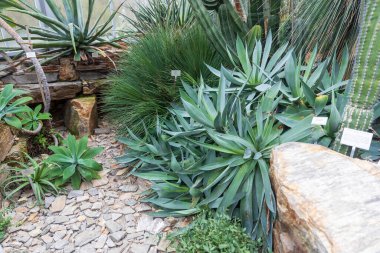 Botanik bahçesi ve seralar. Kaktüs ve agave miti, patikanın yanında pachycereus pringlei.