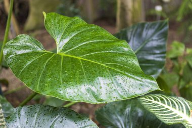 Philodendron hederaceum, Araceae familyasından bir bitki türüdür..