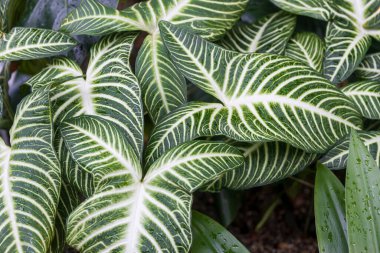 Caladium lindenii, Araceae familyasından, Belçikalı botanikçi Jean Jules Linden 'ın adını taşıyan bir bitki türü..