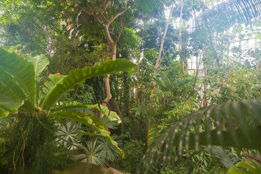 Tropik bitkiler - palmiye ağaçları, seranın içinde cam duvarlara karşı sarmaşıklar. Sis.