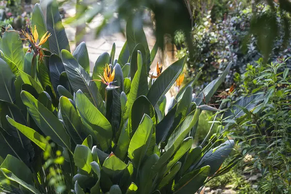 Orange Tropisk Växt Strelitzia Även Kallad Paradisfågel Blommar Längs Stig Royaltyfria Stockbilder