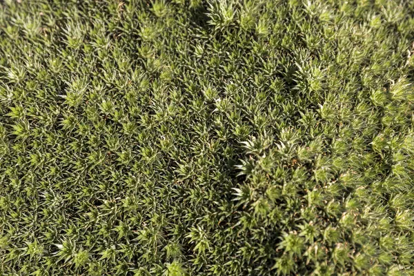 绿草是一种低密度的豆科植物 多年生软垫 形成肉质的草本植物 是一种独特的陆生肉质草本植物 由数百片狭窄的叶丛组成 图库照片