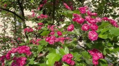 Crataegus laevigata Paul 'un kırmızı çiçekli kırmızısı baharda parkta açar..