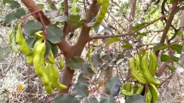 Keçiboynuzu, baklagiller (Fabaceae) familyasından, Caesalpinioideae alt familyasından bir çalı türü.. 