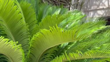 Dypsis bitkisi rüzgarda yapraklarını sallıyor.