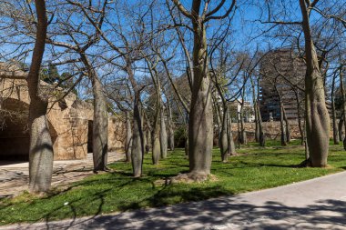 Baharın başında bir İspanyol parkında Brachychiton Korusu.