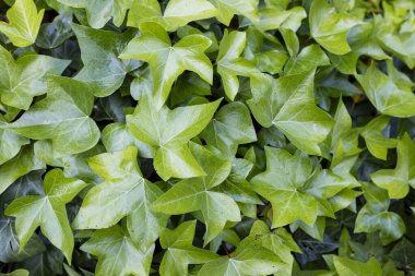 Yeşil çalılık sarmaşık çiti, doku arka planı için taze yeşil yapraklar. Bereketli bitki örtüsü, yatay fotoğraf.