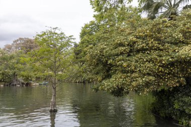 Barcelona, İspanya - 2 Mayıs 2024, Pittosporum tobira Katalonya, İspanya 'daki Citadel Park' ta bir göletin yanında