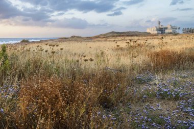 Hayfa 'daki Deniz Enstitüsü' nün deniz kıyısında. Antik şehrin kalıntıları. Baharın başında. Baharın ilk zamanlarında denizin sarı çiçeklerine bak..