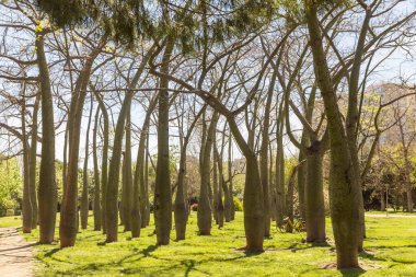 Baharın başında bir İspanyol parkında Brachychiton Korusu.