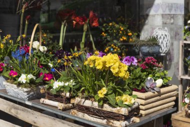 Bahar çiçekleri - çuha çiçekleri, muscari, ranunculus, sepetteki nergisler kafenin girişini süsleyin.